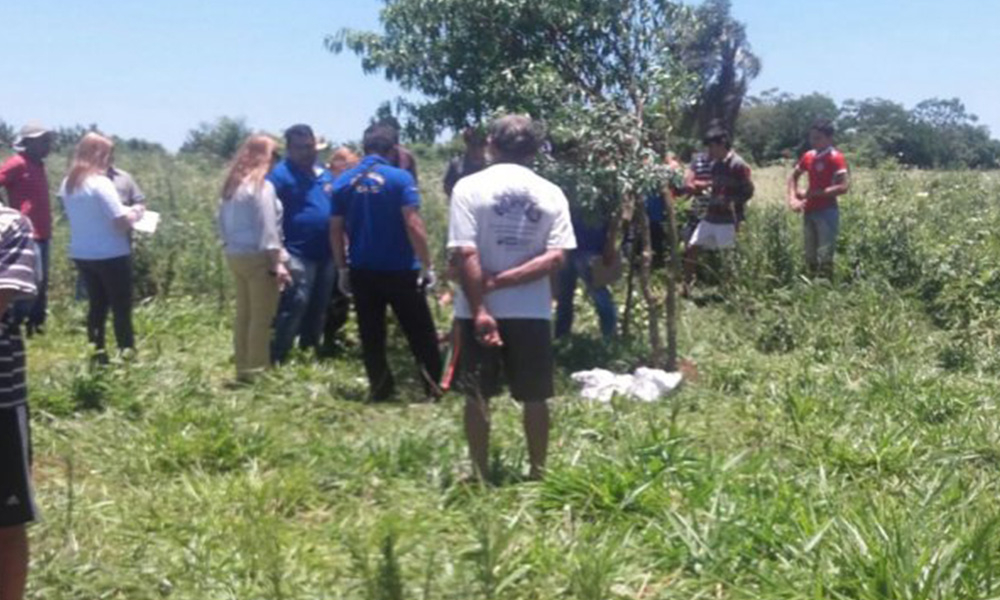 El panal estaba en un árbol dentro de un patio baldío. Foto://Ultimahora.com