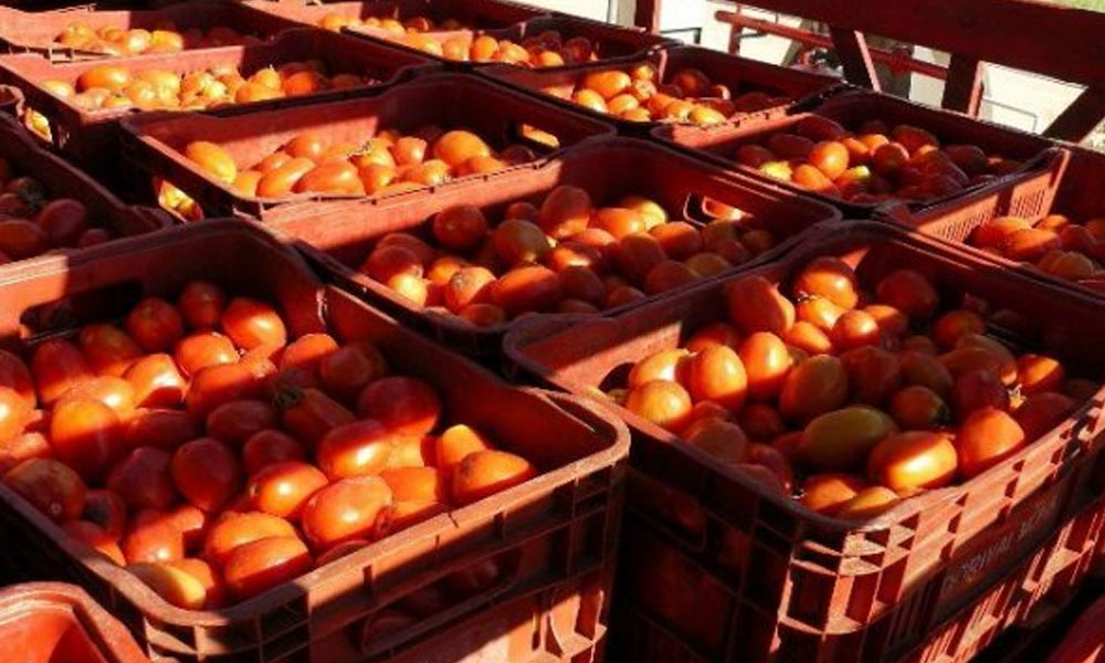Productores de tomates responsabilizan al contrabando la caída de precios. //abc.com.py