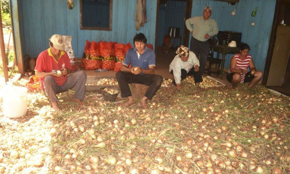 Producción de cebolla a punto de perderse en Ybycuí. //Abc.com.py