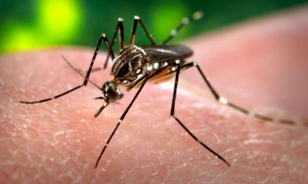 Mosquito Aedes Aegypti. Foto://vanguardia.commx