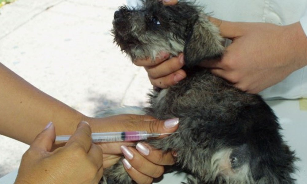En Mariano Roque Alonso vacunaron a mascotas. Imagen ilustración. //animalmascota.com