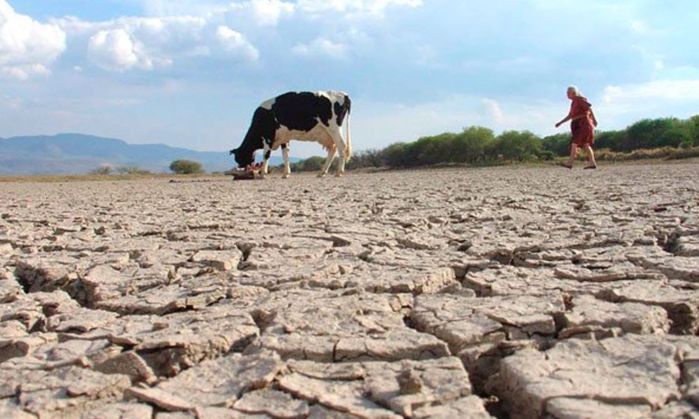 Peor sequía en Bolivia en 25 años daña medio millón de hectáreas de cultivos // datos-bo.com