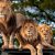 Covid en animales: Pumas y leones contagiados en en zoológico de Sudáfrica