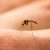 Virus del dengue y el zika nos hacen más apetitosos para mosquitos