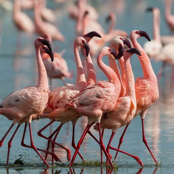 Colombia: Liberan 18 flamencos rosados rescatados del tráfico de animales y del mascotismo