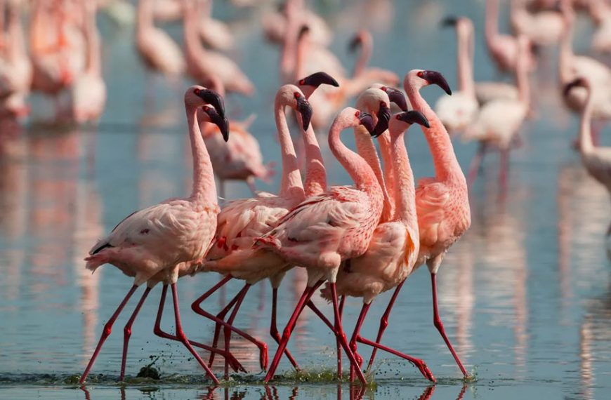 Colombia: Liberan 18 flamencos rosados rescatados del tráfico de animales y del mascotismo