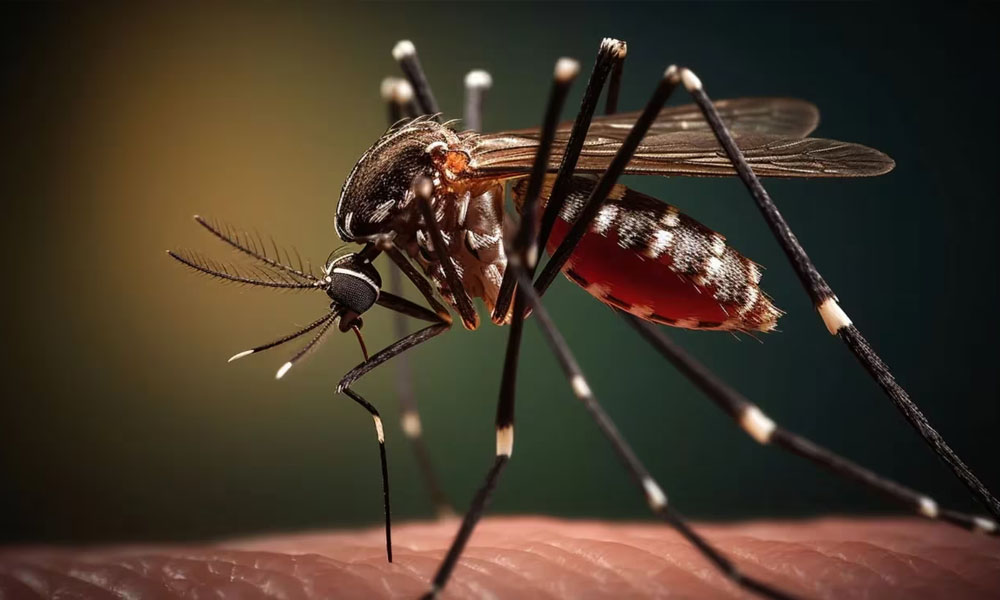 Fallece niña de 6 años con síntomas de dengue