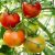 ¿Por qué está muy caro? la problemática del precio del tomate en Paraguay