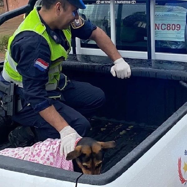 Laika, la perra guardiana que defendió a su humano de un asalto y fue apuñalada