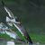 Día Mundial de las aves migratorias