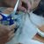 Insólito: usaban un gato para traficar droga en una cárcel de Costa Rica