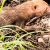 Avistamiento histórico de especie en peligro en parque nacional paraguayo