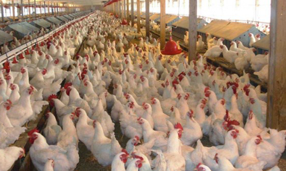 ng Kong suspende la importación de aves de Chile. Foto://yucatan.com.mx
