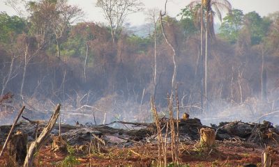 Bosque desmontado y quemado en el distrito de Raúl A. Oviedo // OviedoPress