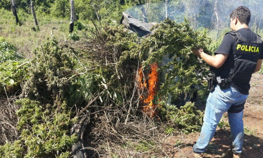 Resultado de imagen para quema cultivo marihuana