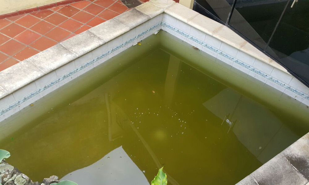Agua estancada en la piscina de una vivienda del centro de Coronel Oviedo // Gentileza